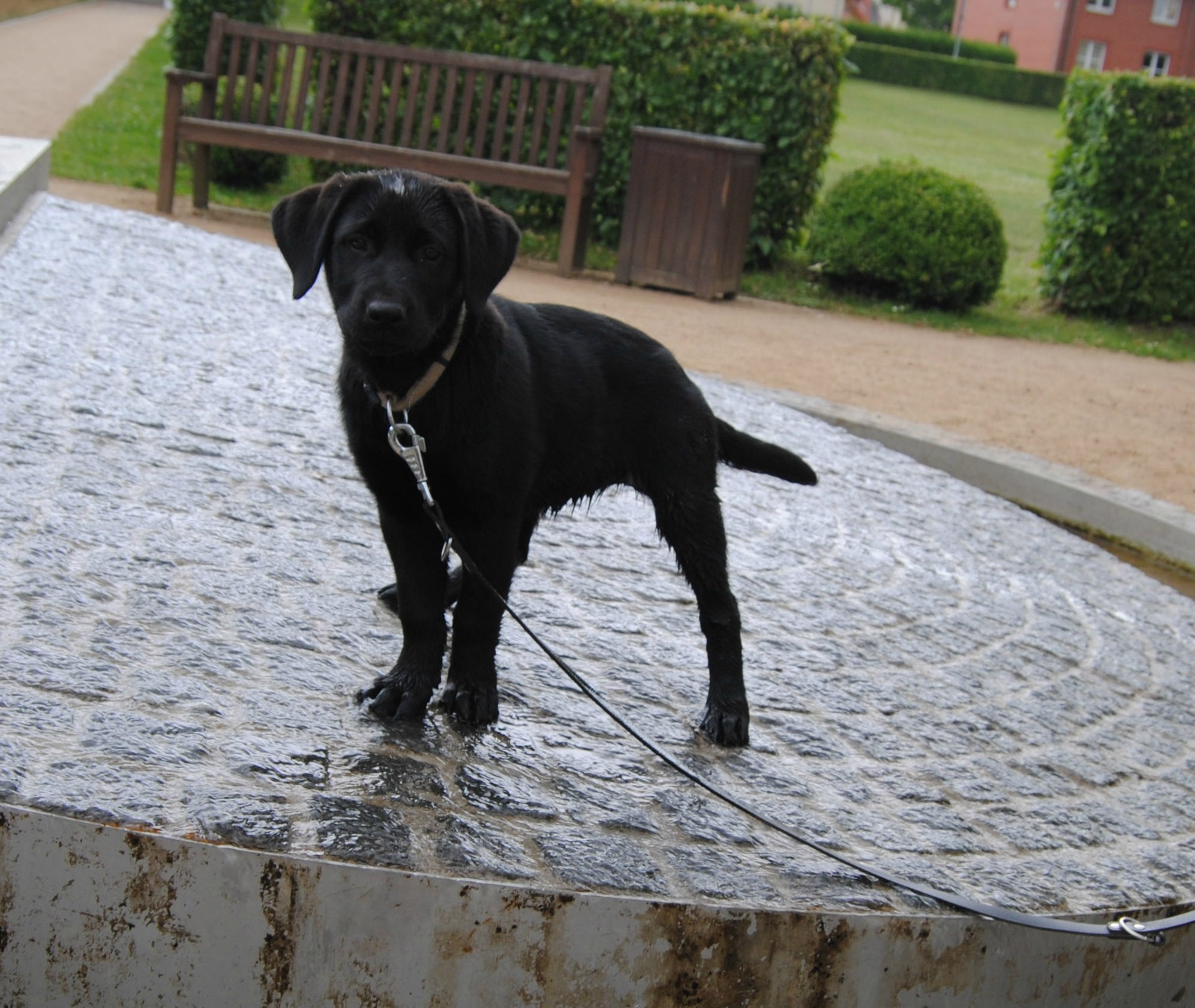 Enna (Deutscher Schäferhund, Labrador, Neufundländer, Rottweiler) Deutscher Schäferhund Labrador Neufundländer Rottweiler 